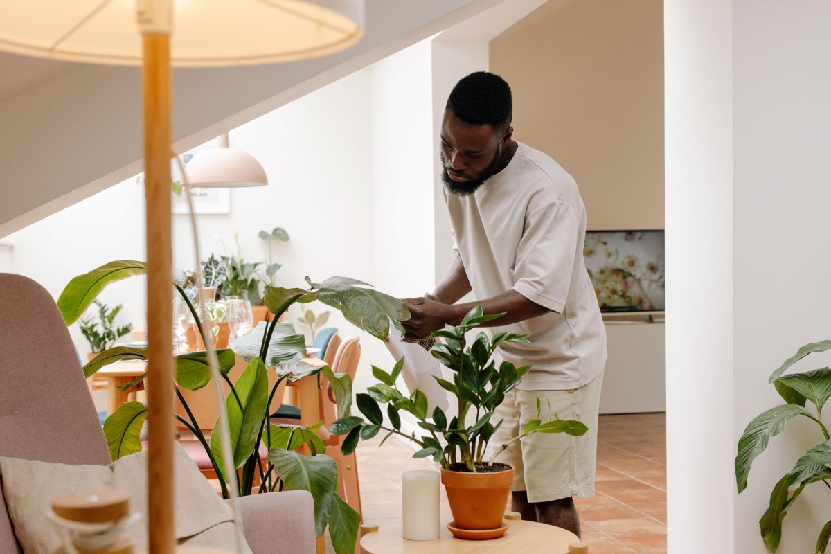 Décoration et plantes d'intérieur